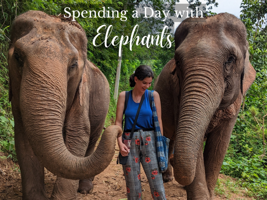Meeting Elephants in Thailand: My Experience at Elephant Nature&nbsp;Park