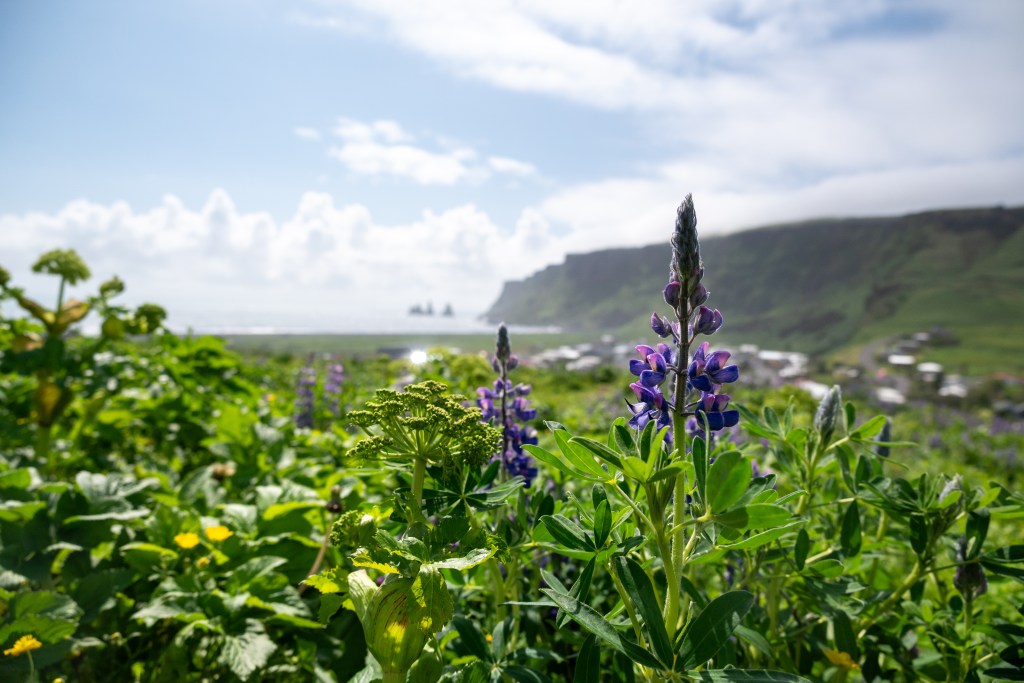 Lupine near Reyniskirkja Church in Vik, Iceland