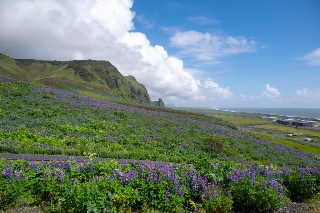 Lupine near Reyniskirkja Church in Vik, Iceland