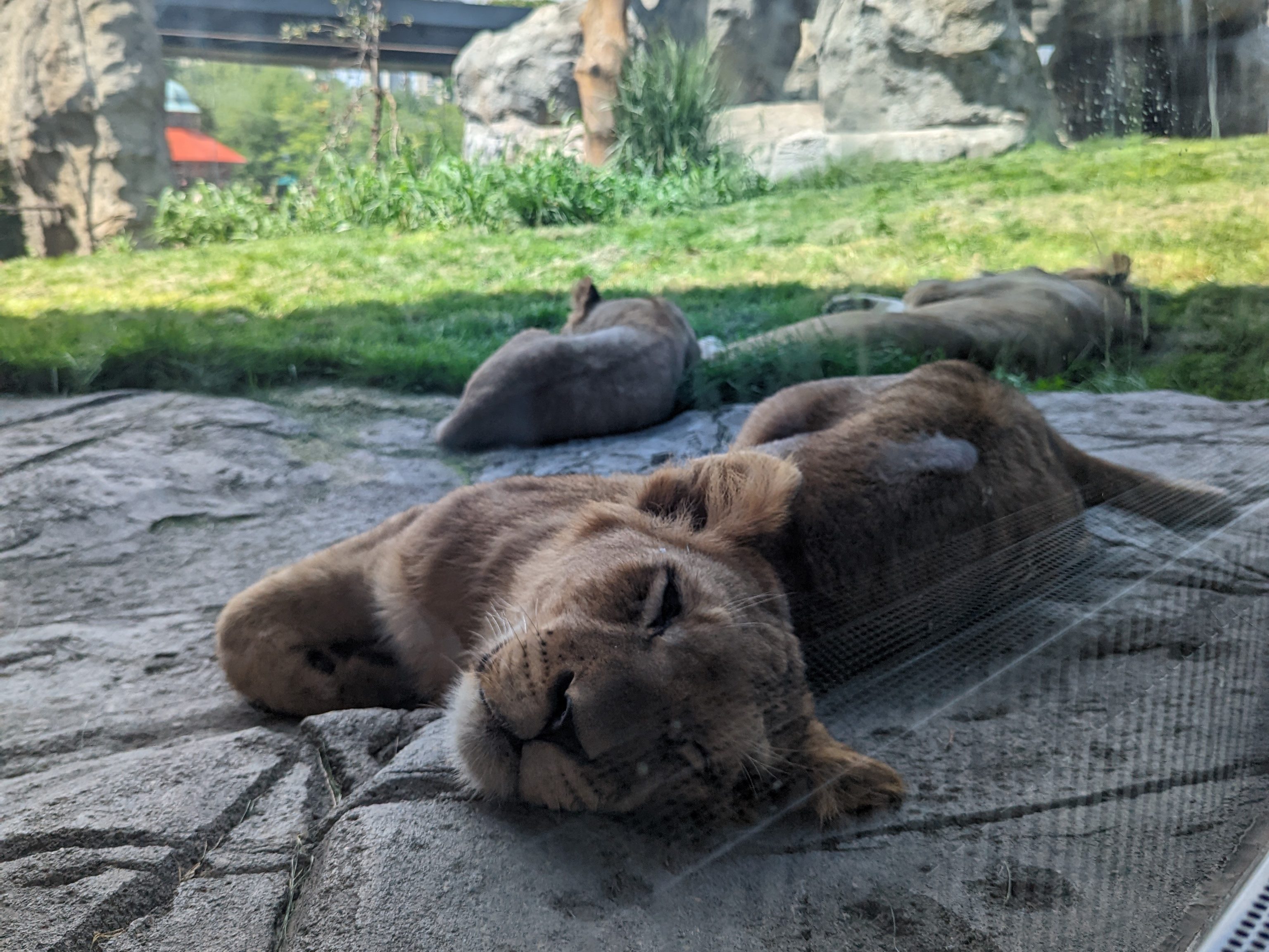 A lion cub in the Lincoln Park Zoo